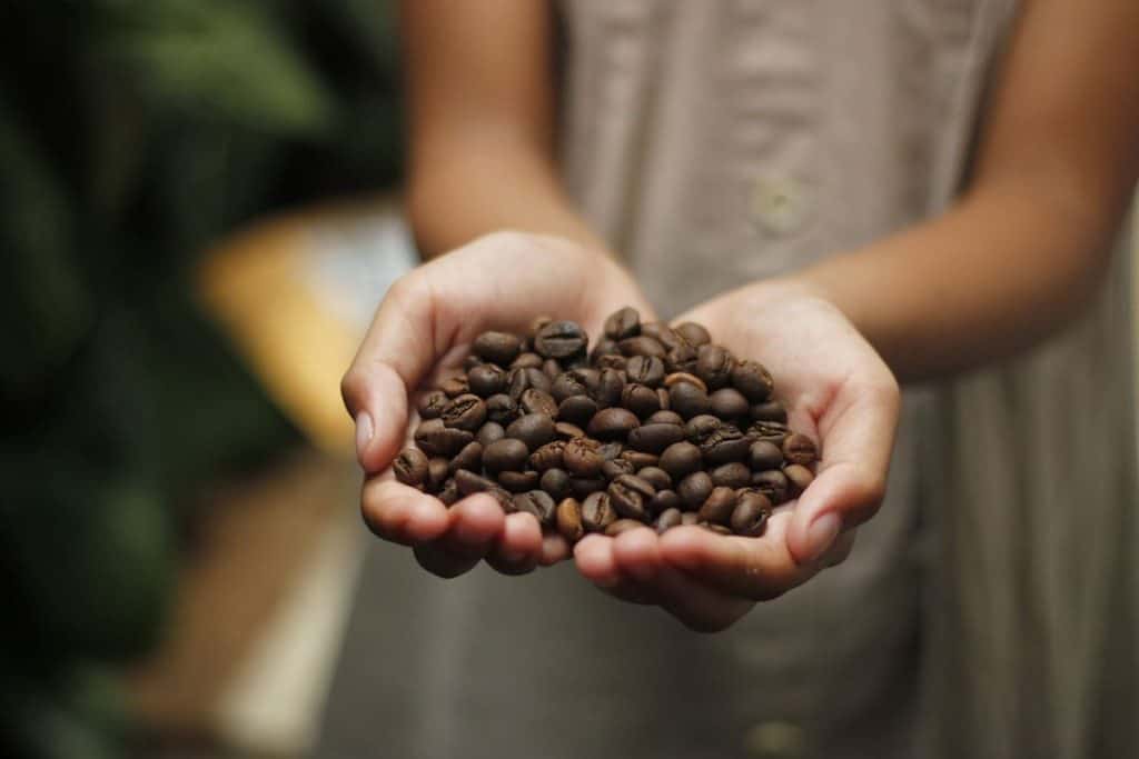 Close-up of hands holding coffee beans